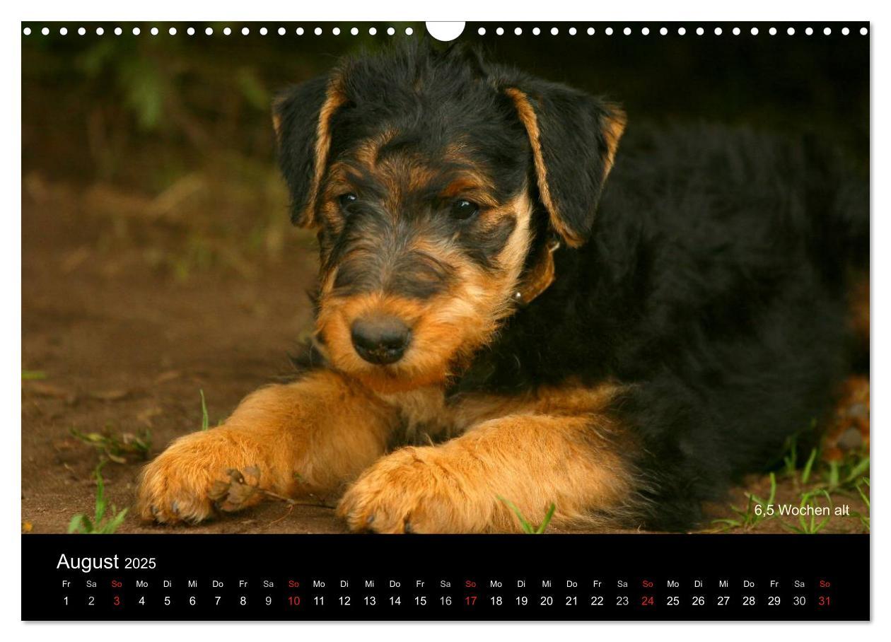 Bild: 9783435747290 | Airedale Terrier Welpen (Wandkalender 2025 DIN A3 quer), CALVENDO...