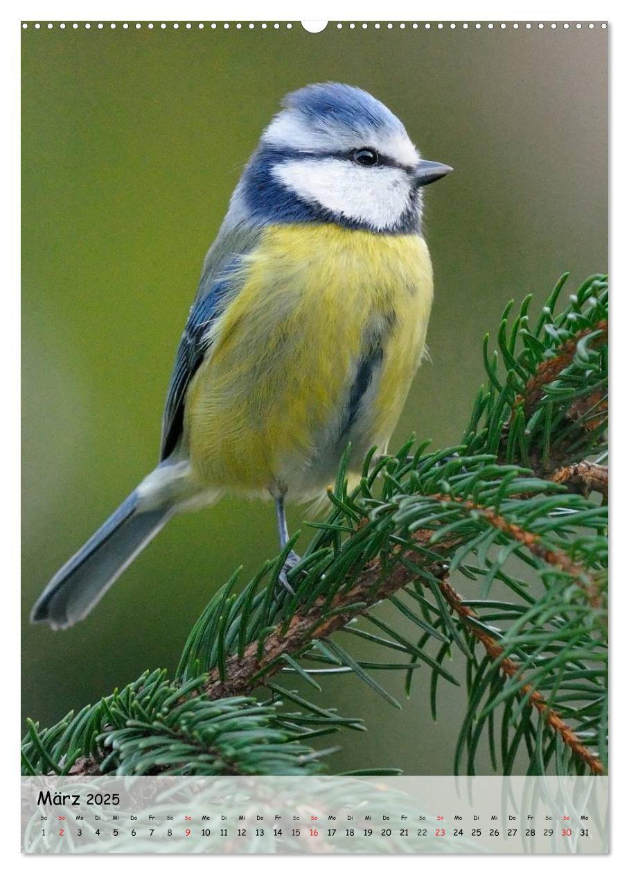 Bild: 9783457019573 | Vögel im heimischen Garten (hochwertiger Premium Wandkalender 2025...