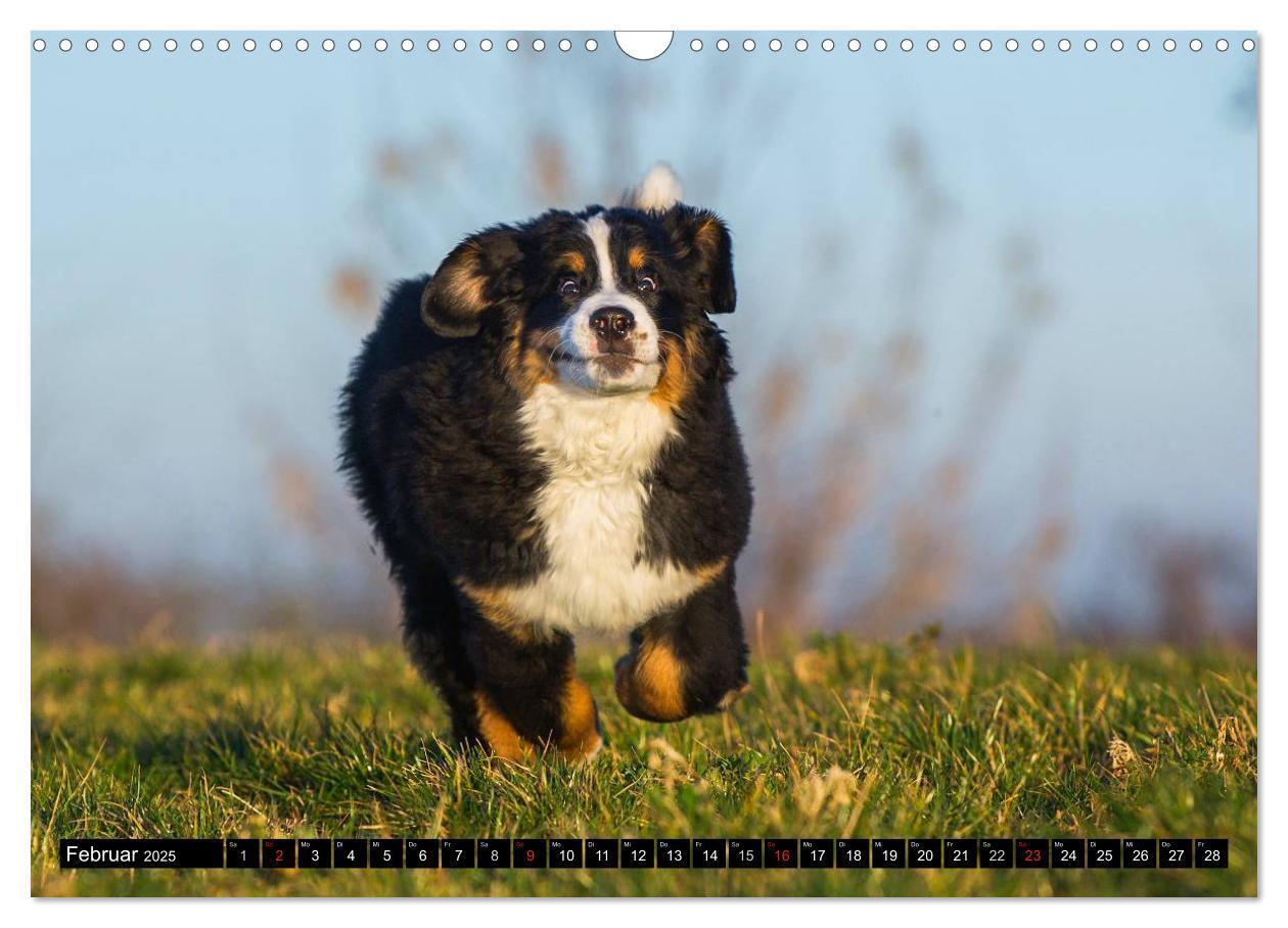 Bild: 9783435578689 | Berner Sennenhunde in Action (Wandkalender 2025 DIN A3 quer),...