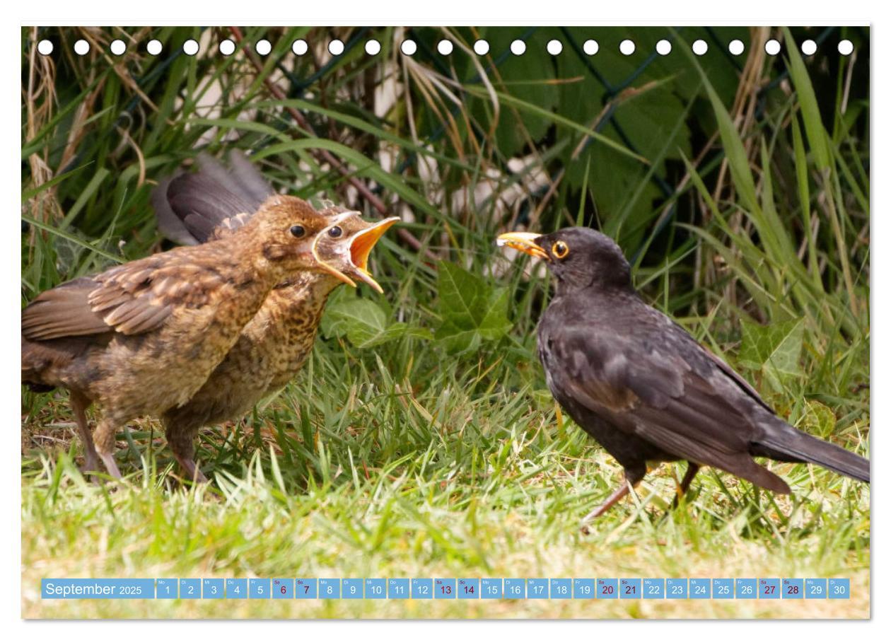 Bild: 9783435022748 | Amsel - Schwarzdrossel fotografiert von Ostfriesenfotografie...