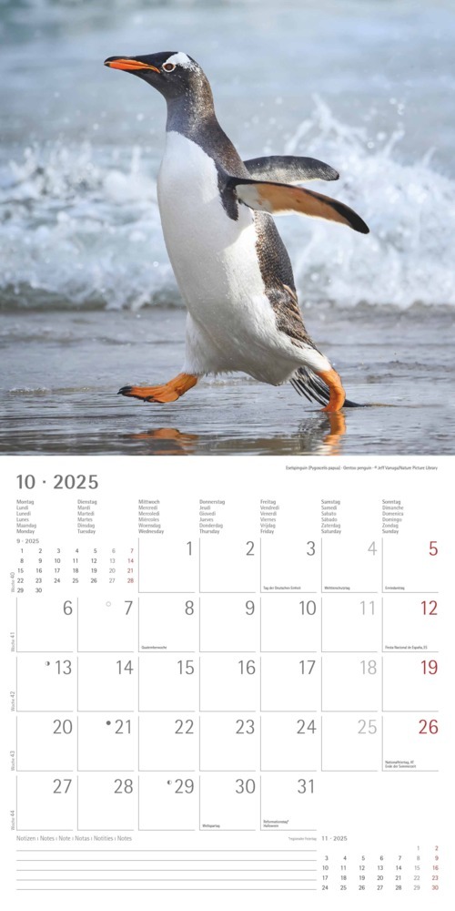 Bild: 4251732343101 | Alpha Edition - Pinguine 2025 Broschürenkalender, 30x30cm,...