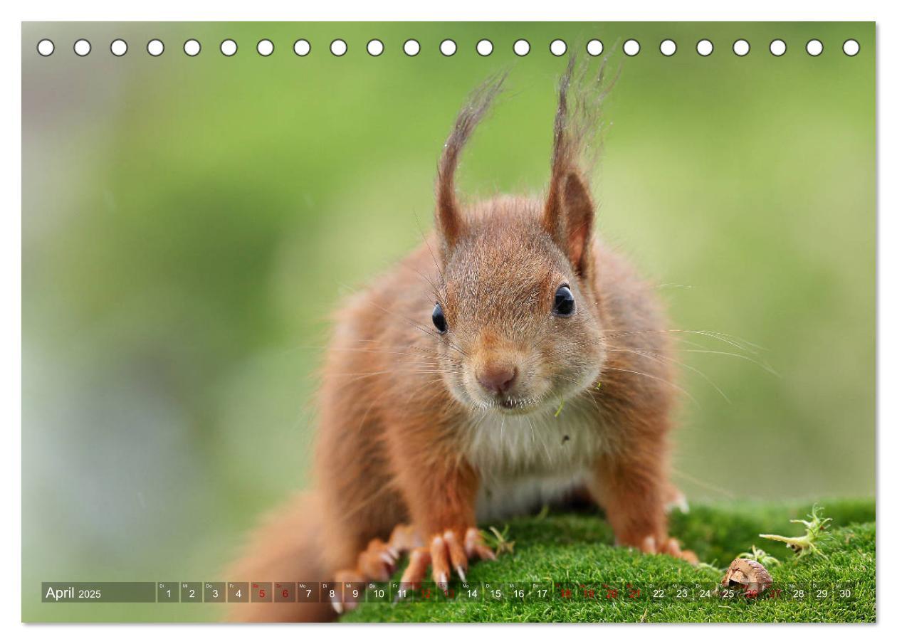 Bild: 9783435344178 | Eichhörnchen Luna und ihre Kinder (Tischkalender 2025 DIN A5 quer),...