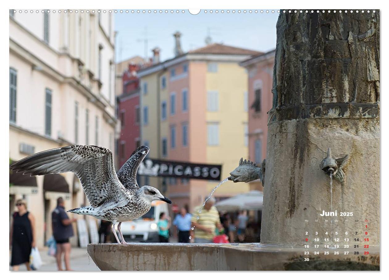 Bild: 9783435570232 | Wie ein Vogel in Rovinj! (Wandkalender 2025 DIN A2 quer), CALVENDO...