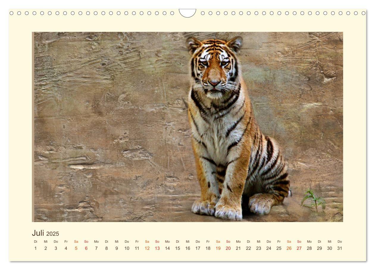 Bild: 9783435449033 | Sibirische Tigerportraits (Wandkalender 2025 DIN A3 quer), CALVENDO...