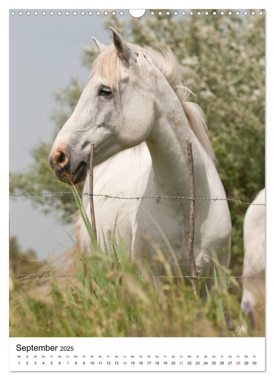 Bild: 9783435971725 | Camargue Pferde - weiße Mähnen (Wandkalender 2025 DIN A3 hoch),...