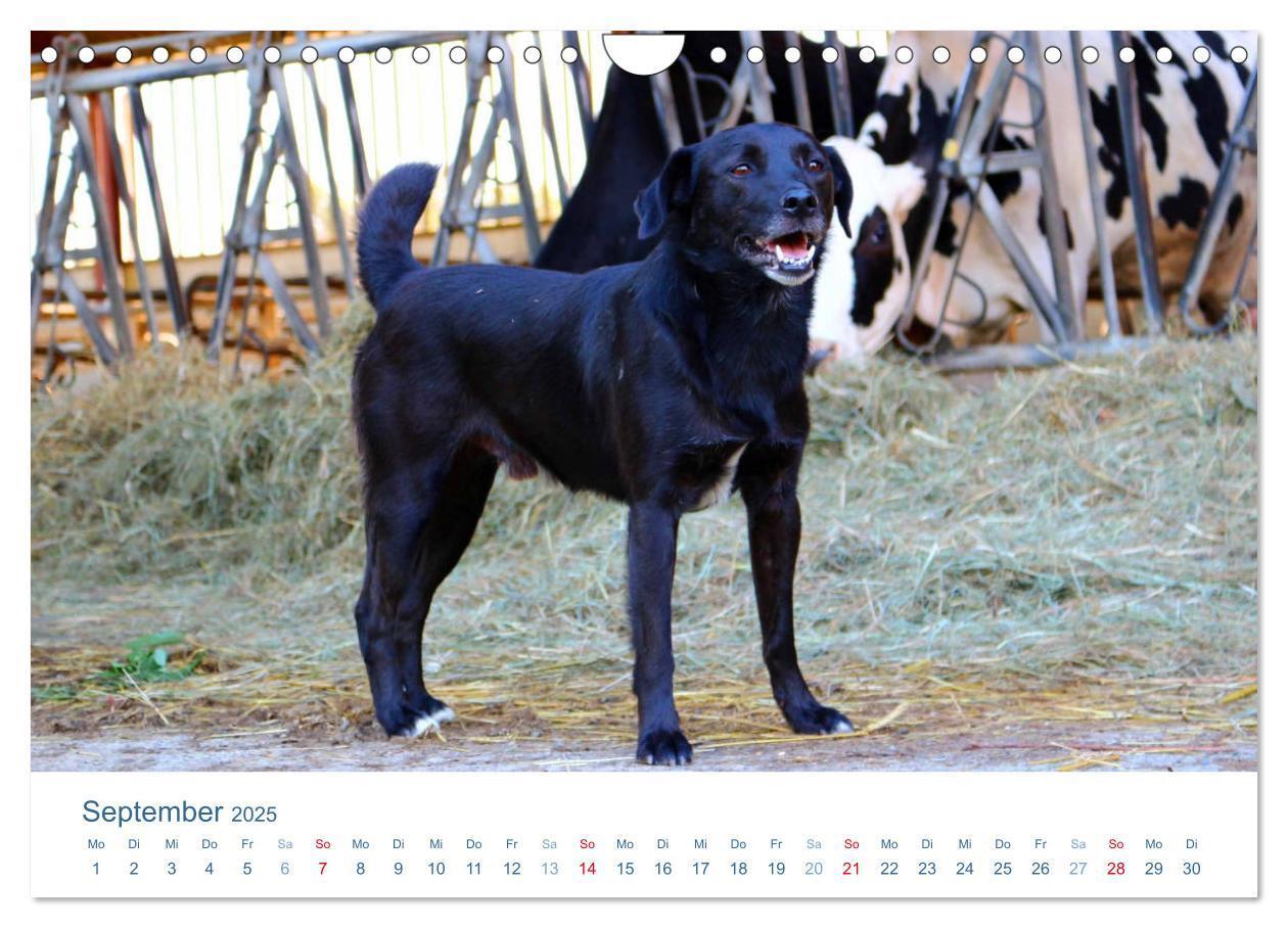 Bild: 9783435494507 | Tierisches Leben auf dem Bauernhof 2025 (Wandkalender 2025 DIN A4...