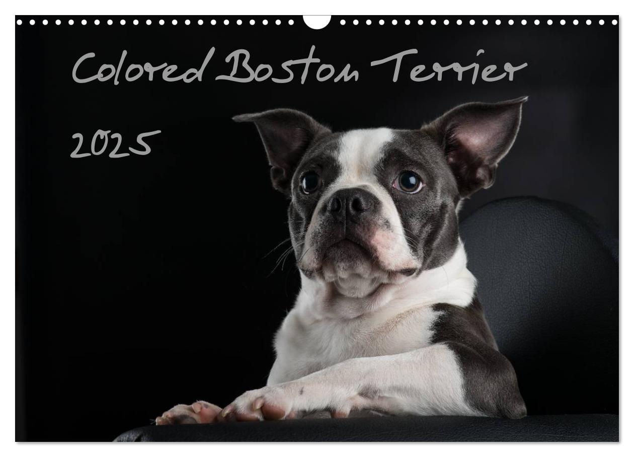 Cover: 9783435613892 | Colored Boston Terrier 2025 (Wandkalender 2025 DIN A3 quer),...