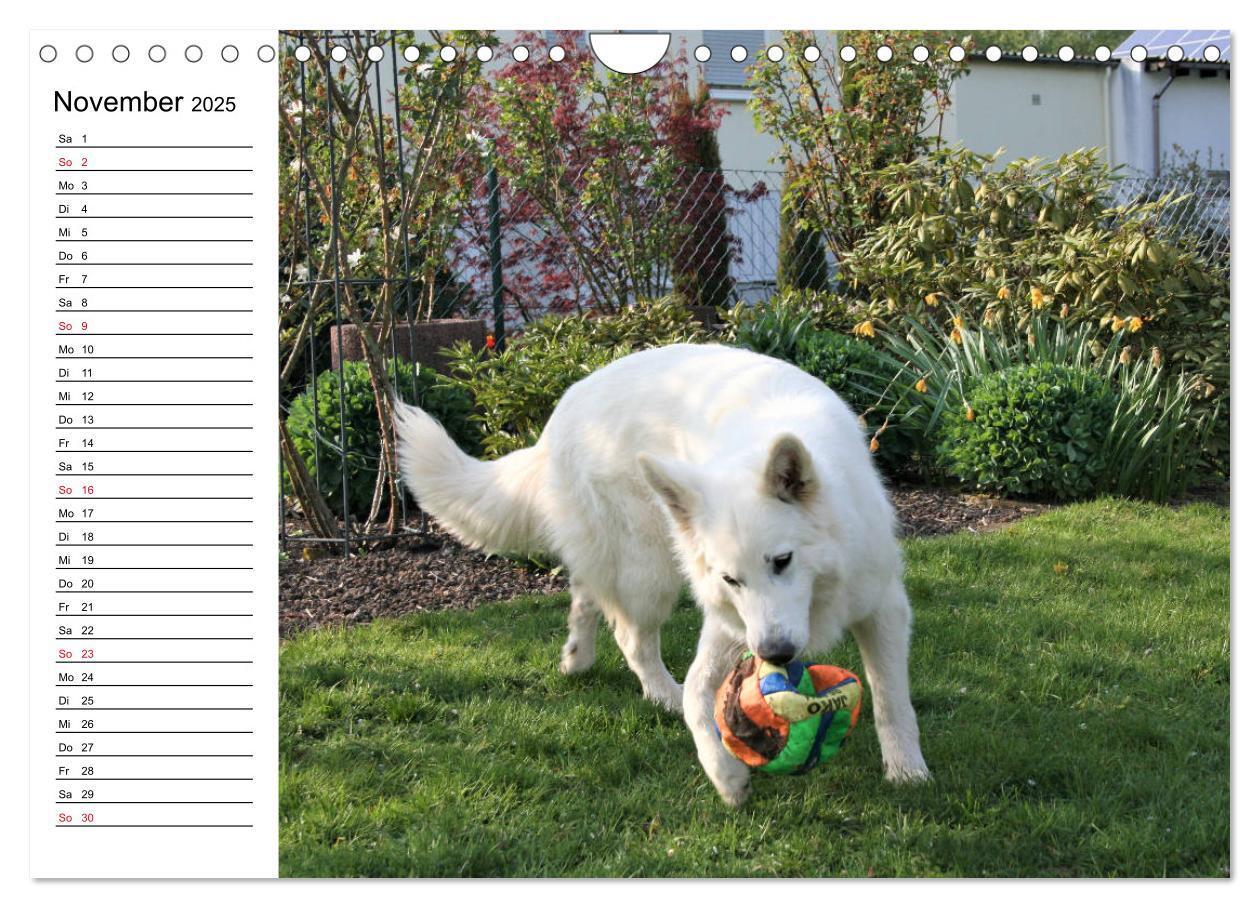 Bild: 9783435237982 | Berger Blanc Suisse - Weißer Schweizer Schäferhund (Wandkalender...