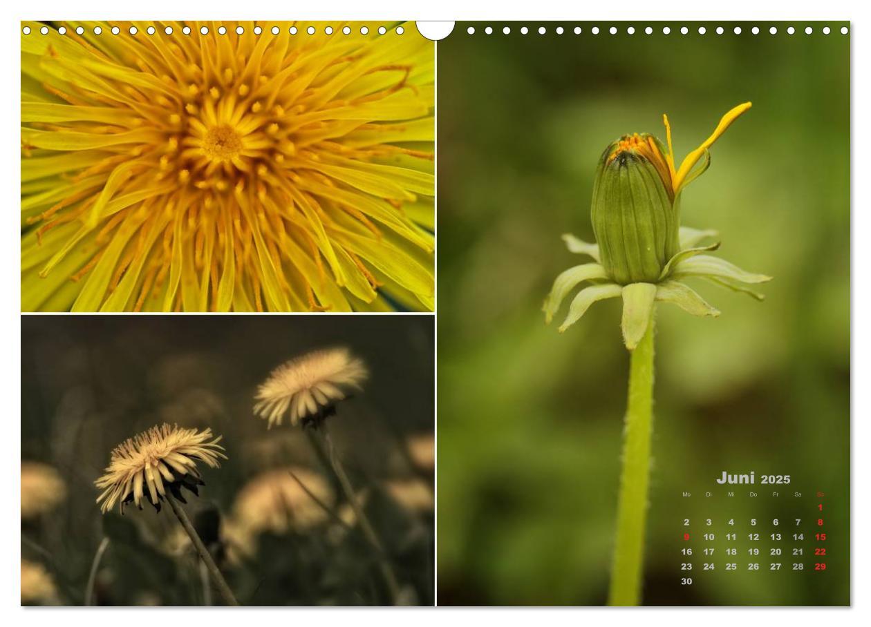 Bild: 9783435612109 | Blumenreise 2025 (Wandkalender 2025 DIN A3 quer), CALVENDO...