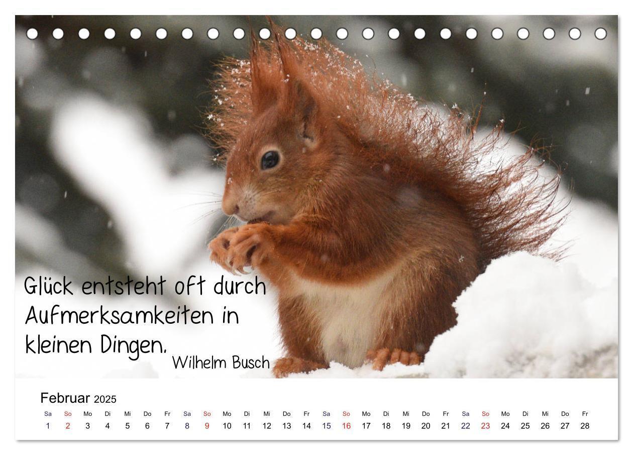 Bild: 9783435433247 | Der literarische Eichhörnchen-Kalender (Tischkalender 2025 DIN A5...