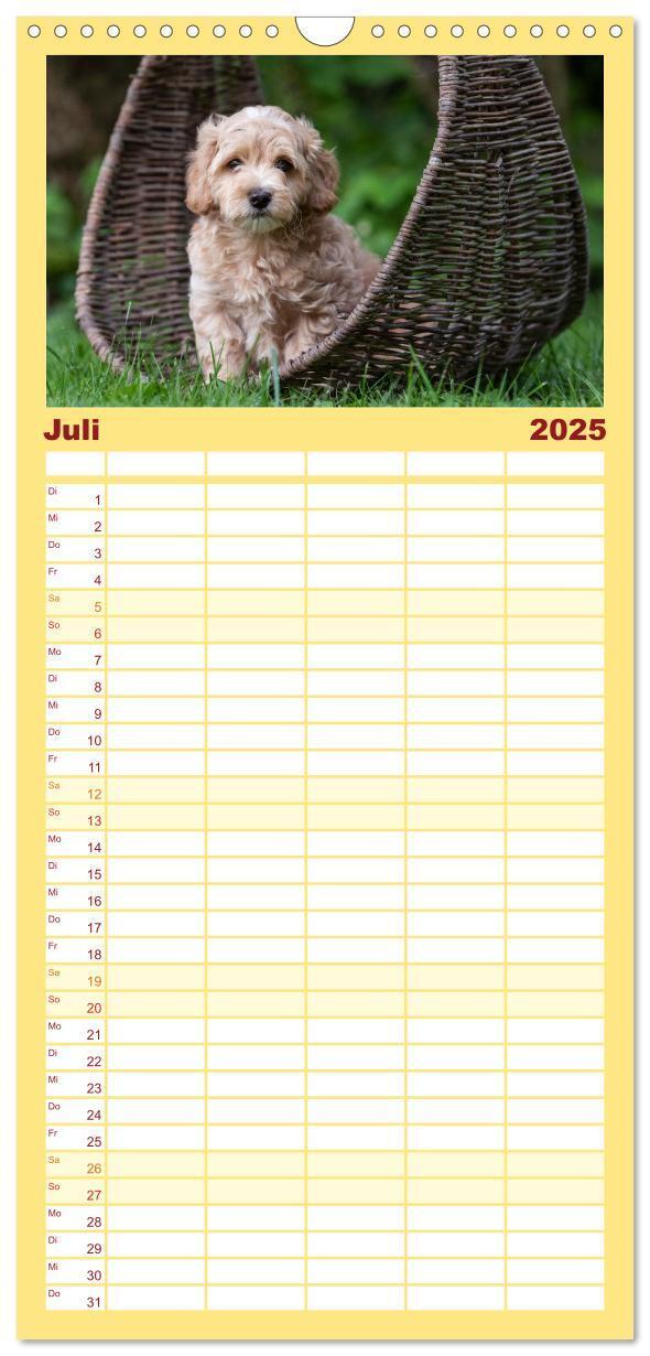 Bild: 9783457102107 | Familienplaner 2025 - Maltipoo Welpen mit 5 Spalten (Wandkalender,...