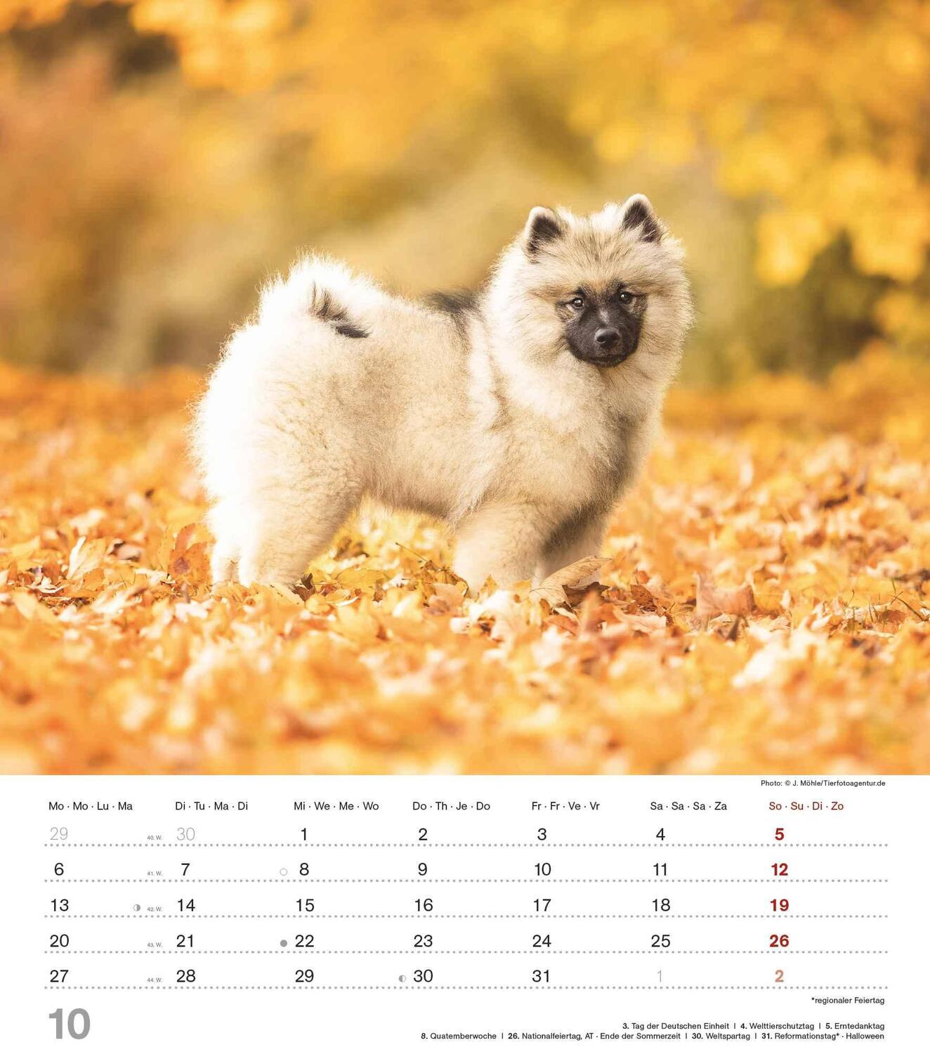 Bild: 4251732344405 | Niedliche Hundekinder 2025 - Wand-Kalender - Tier-Kalender - 30x34