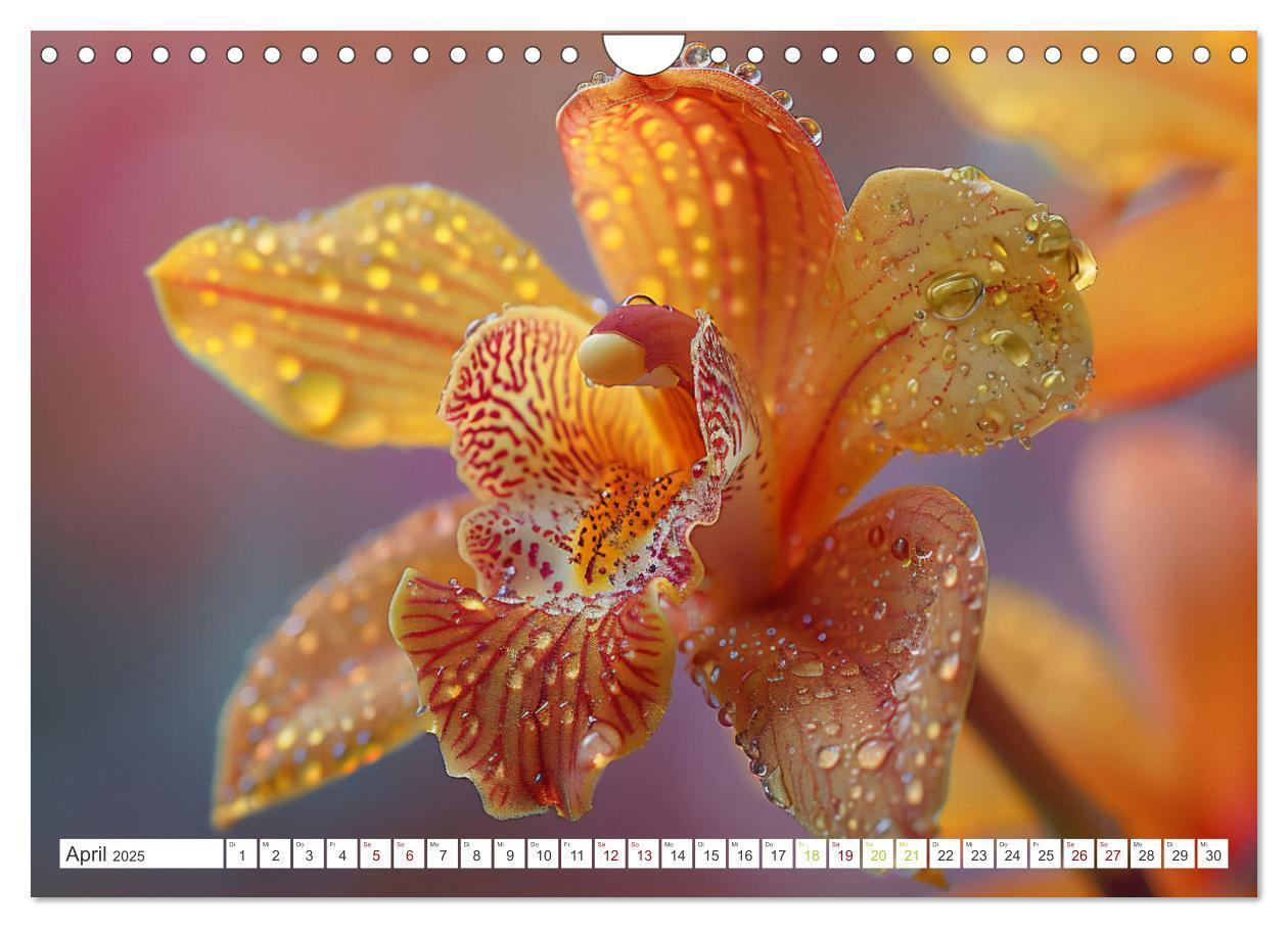 Bild: 9783457165089 | Orchideen - farbenfroh durchs Jahr (Wandkalender 2025 DIN A4 quer),...