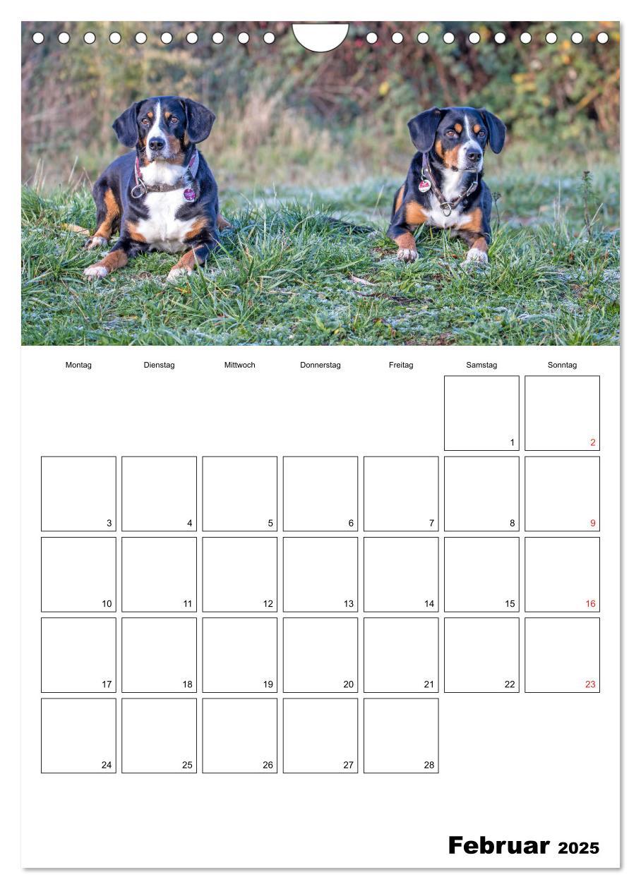 Bild: 9783457026694 | Entlebucher Sennenhunde begleiten Sie durch das Jahr (Wandkalender...