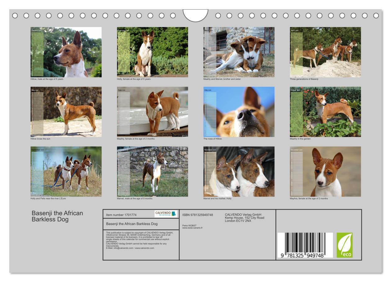 Bild: 9781325949748 | Basenji the African Barkless Dog (Wall Calendar 2025 DIN A4...