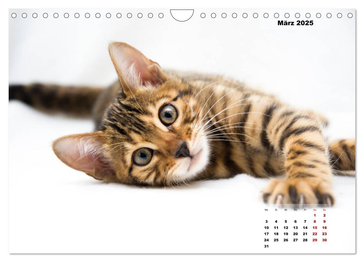 Bild: 9783435348527 | Bengal Kätzchen 2 (Wandkalender 2025 DIN A4 quer), CALVENDO...