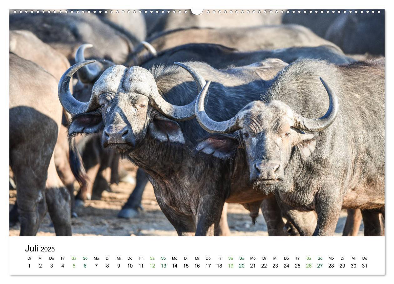 Bild: 9783435238248 | Büffel - wild und schön (Wandkalender 2025 DIN A2 quer), CALVENDO...