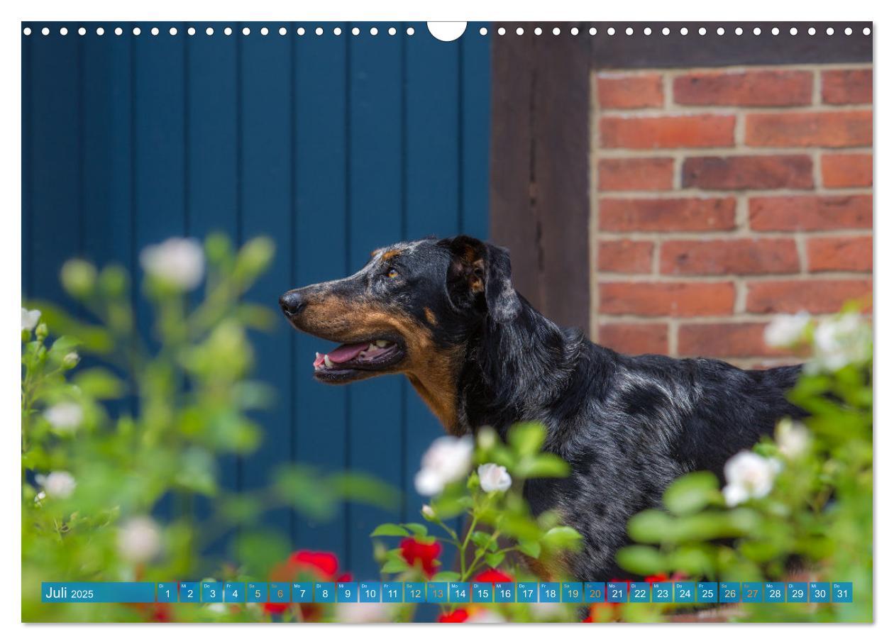 Bild: 9783457197219 | Der Beauceron (Wandkalender 2025 DIN A3 quer), CALVENDO Monatskalender