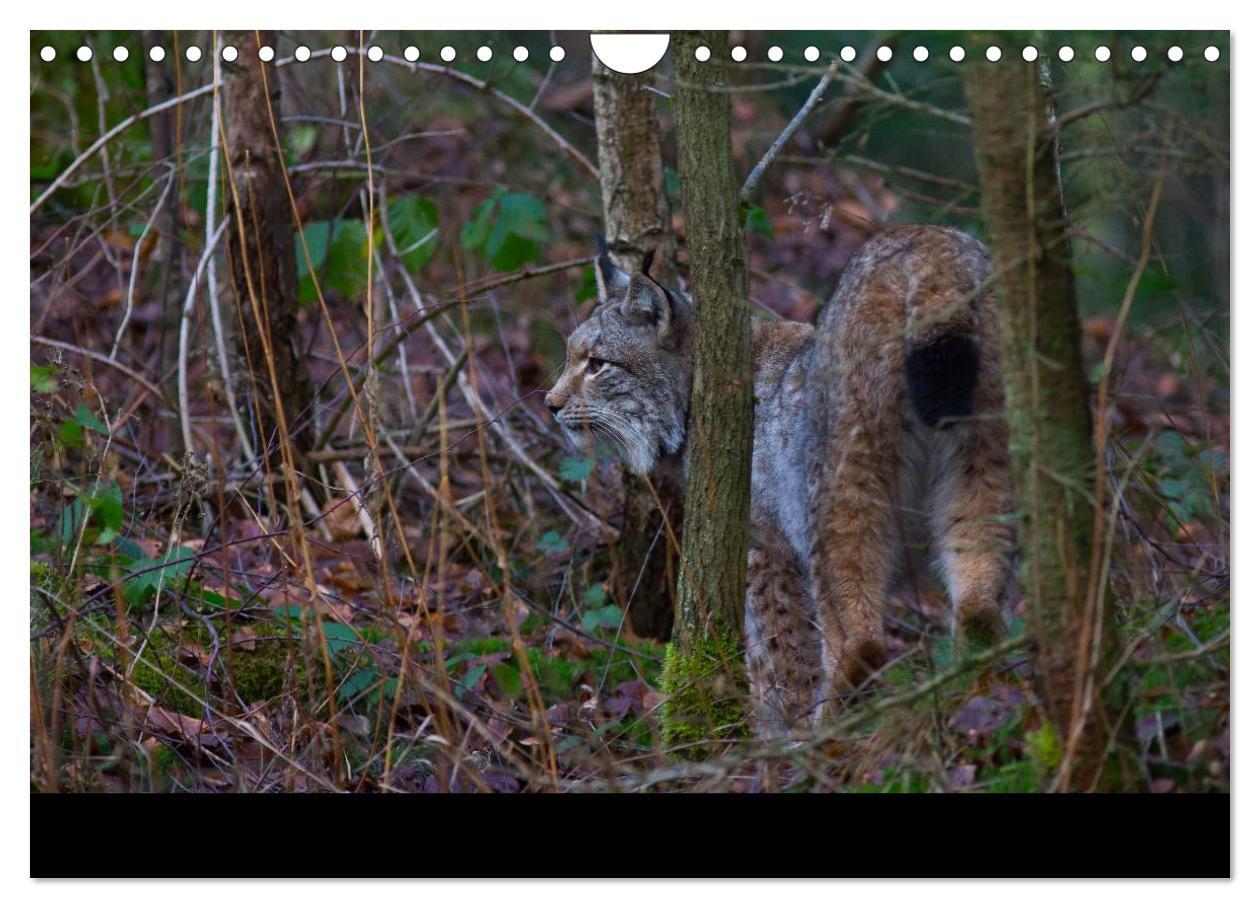 Bild: 9783435736645 | Der Luchs (Wandkalender 2025 DIN A4 quer), CALVENDO Monatskalender