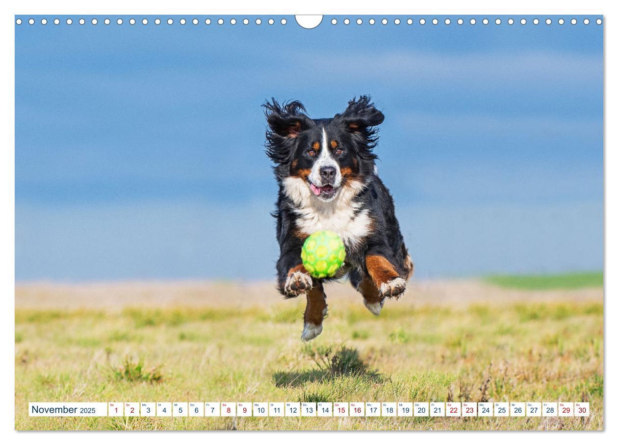 Bild: 9783435050079 | Berner Sennenhund - Ein Traum auf vier Pfoten (Wandkalender 2025...