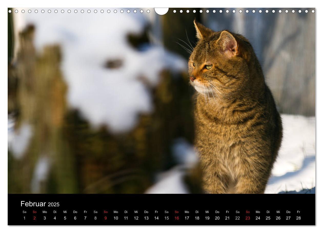 Bild: 9783435390991 | Wildkatzen - scheue Samtpfoten (Wandkalender 2025 DIN A3 quer),...