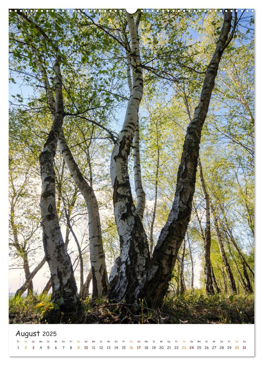 Bild: 9783435882700 | Bäume im Harz (Wandkalender 2025 DIN A2 hoch), CALVENDO Monatskalender