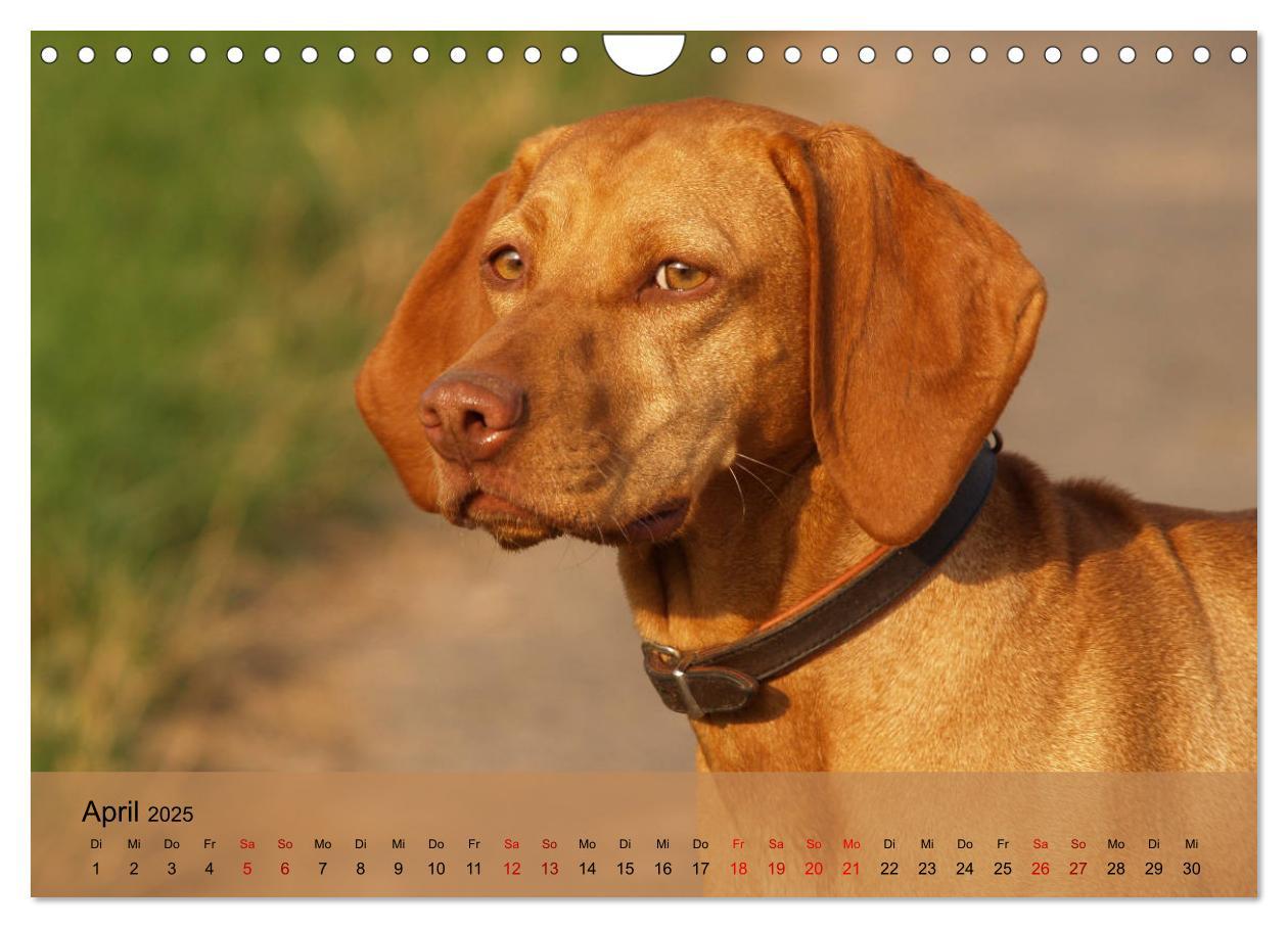 Bild: 9783435307920 | Magyar Vizsla - Ungarischer Vorstehhund (Wandkalender 2025 DIN A4...