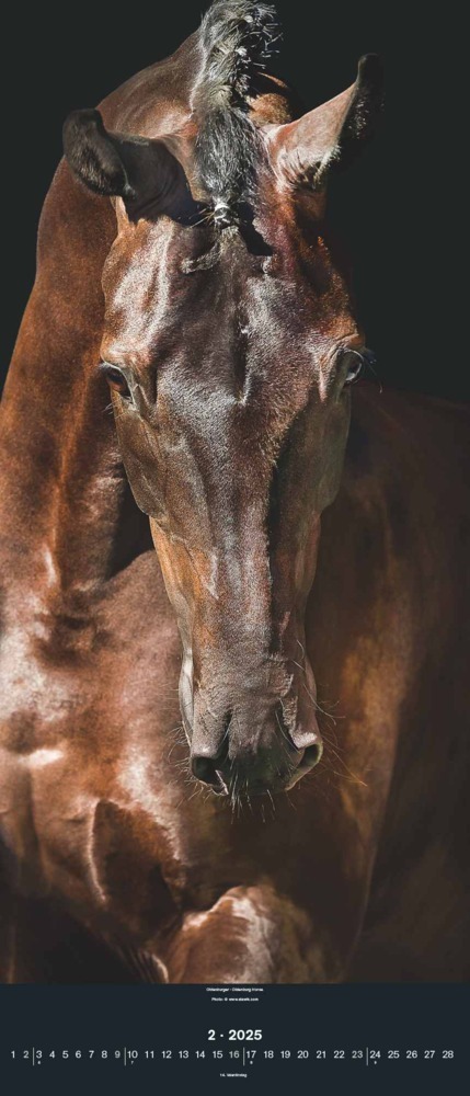 Bild: 4002725994202 | N NEUMANNVERLAGE - Beautiful Horses 2025 Wandkalender, 30x70cm,...