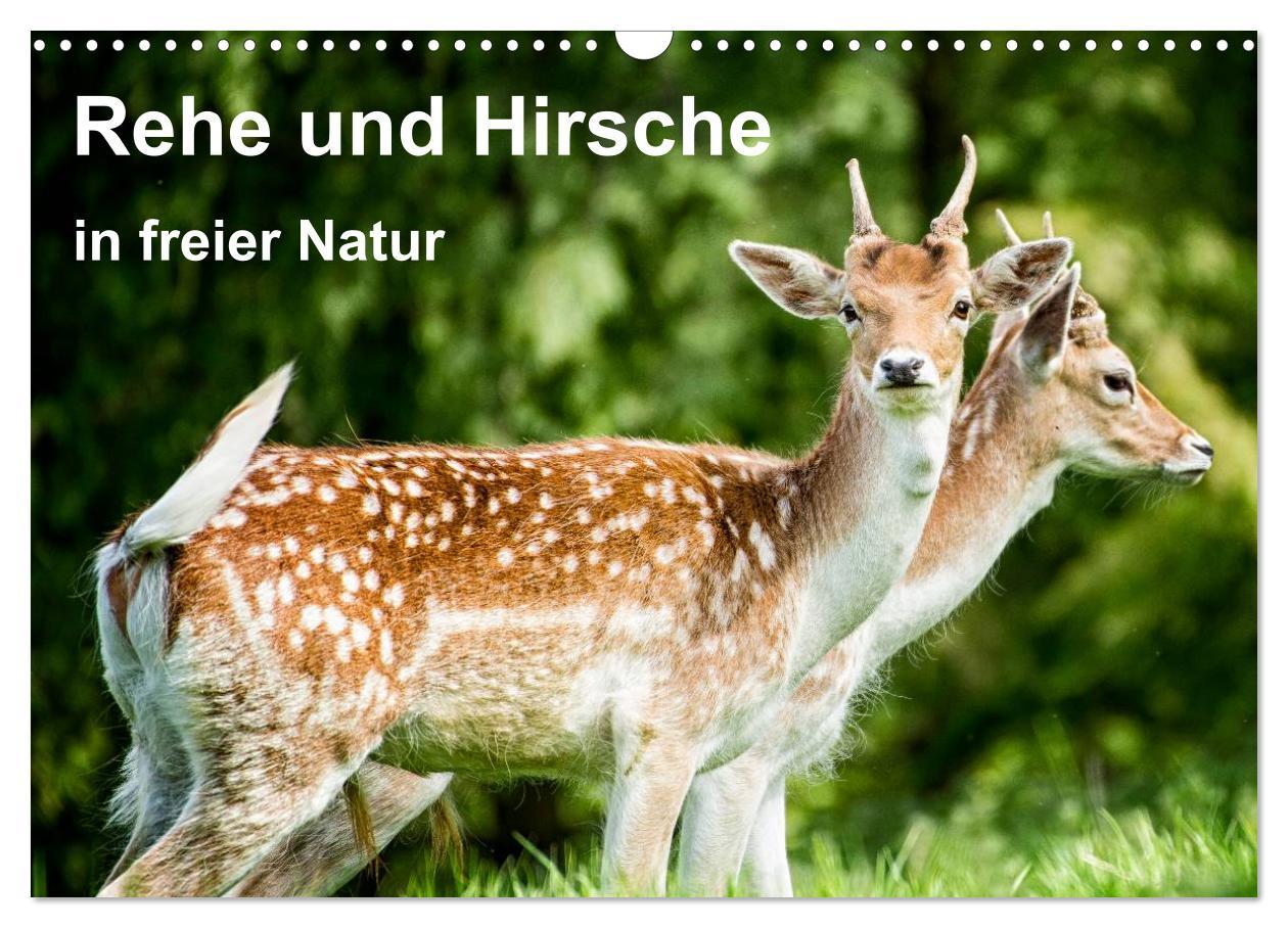 Cover: 9783435608928 | Rehe und Hirsche in freier Natur (Wandkalender 2025 DIN A3 quer),...