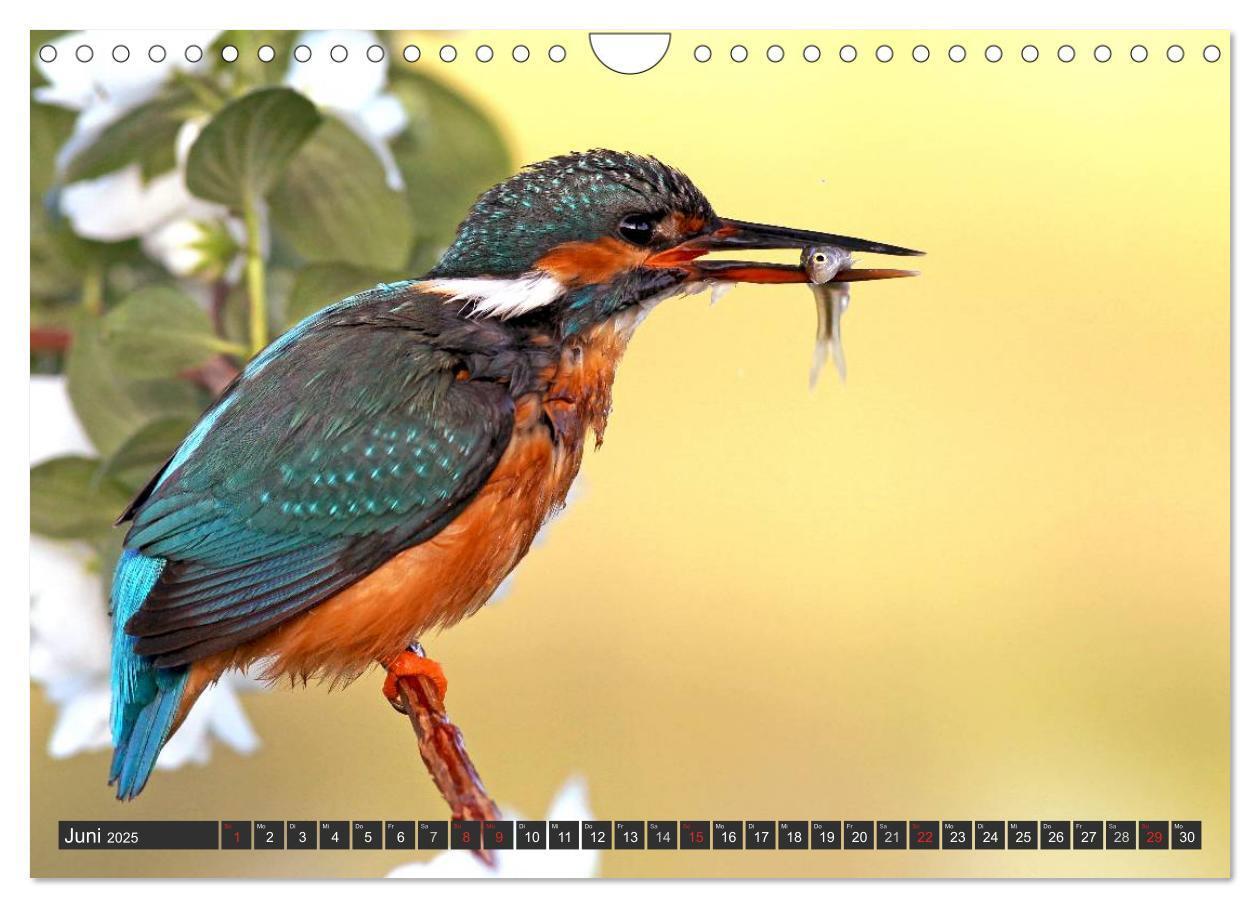 Bild: 9783435834440 | Der Eisvogel (Wandkalender 2025 DIN A4 quer), CALVENDO Monatskalender