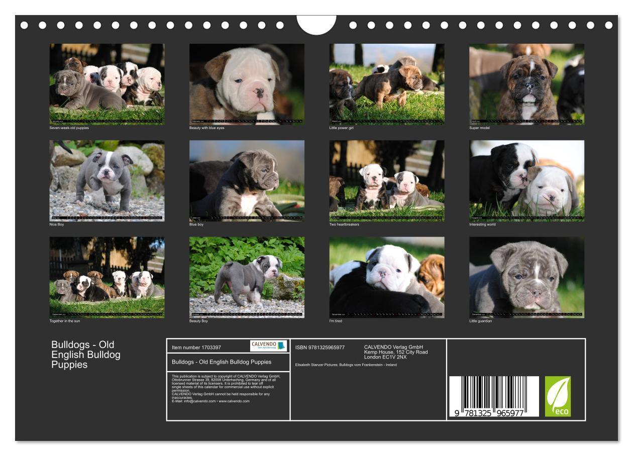 Bild: 9781325965977 | Bulldogs - Old English Bulldog Puppies (Wall Calendar 2025 DIN A4...