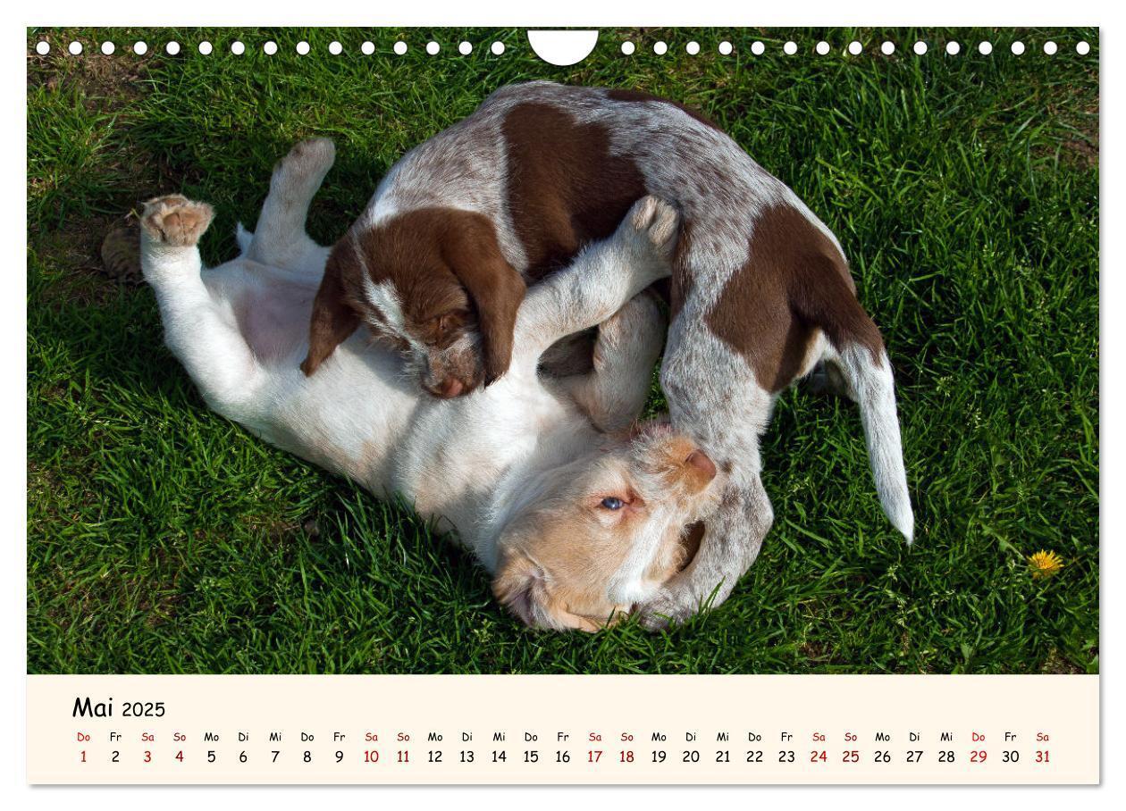 Bild: 9783435054275 | Spinone Italiano Welpen - Kleine Clowns (Wandkalender 2025 DIN A4...