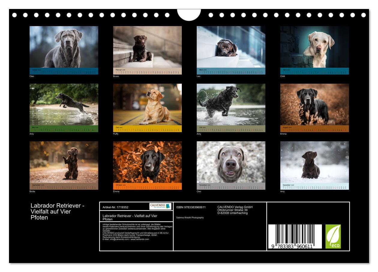 Bild: 9783383960611 | Labrador Retriever - Vielfalt auf Vier Pfoten (Wandkalender 2025...