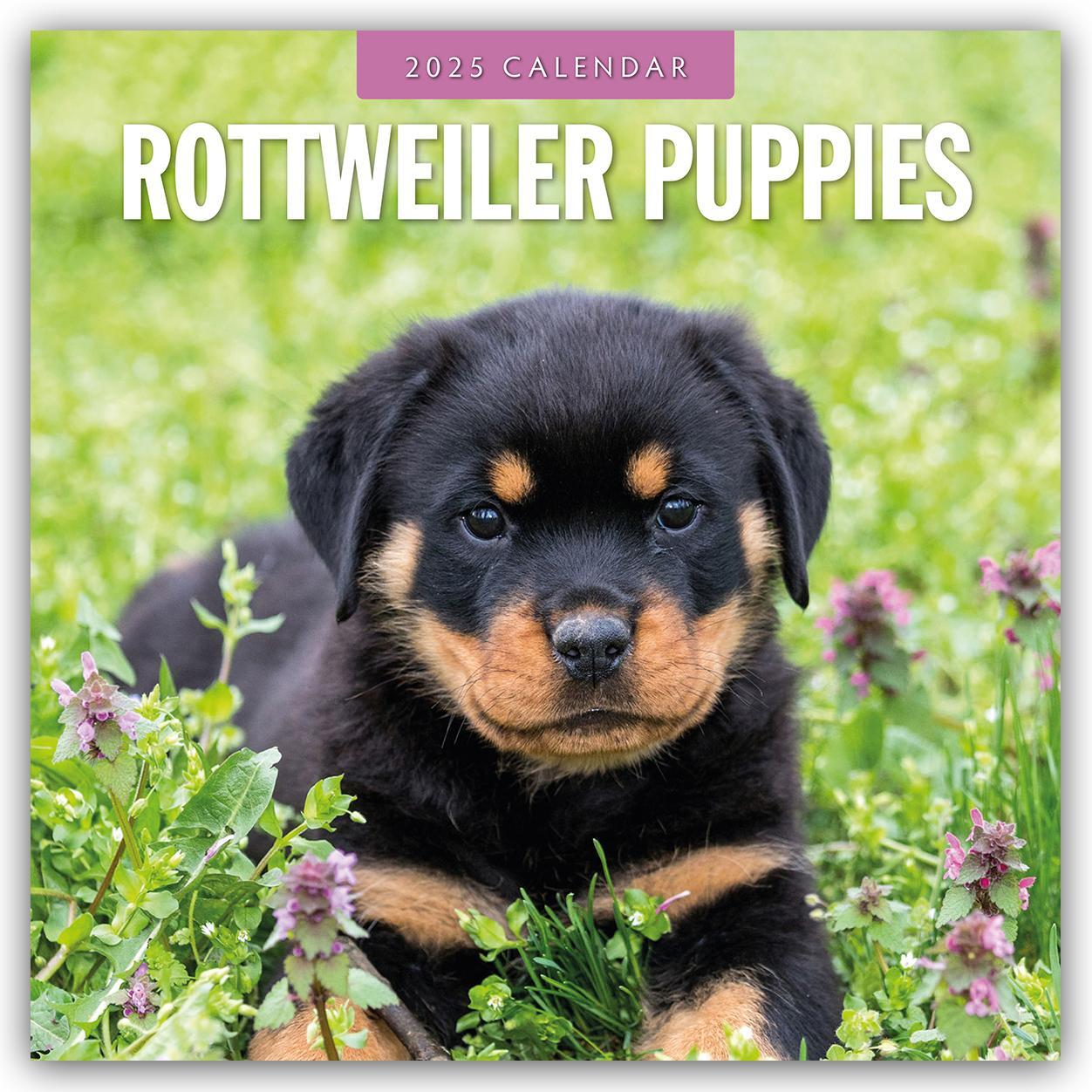 Cover: 9781804425015 | Rottweiler Puppies - Rottweiler Welpen 2025 - 16-Monatskalender | Red