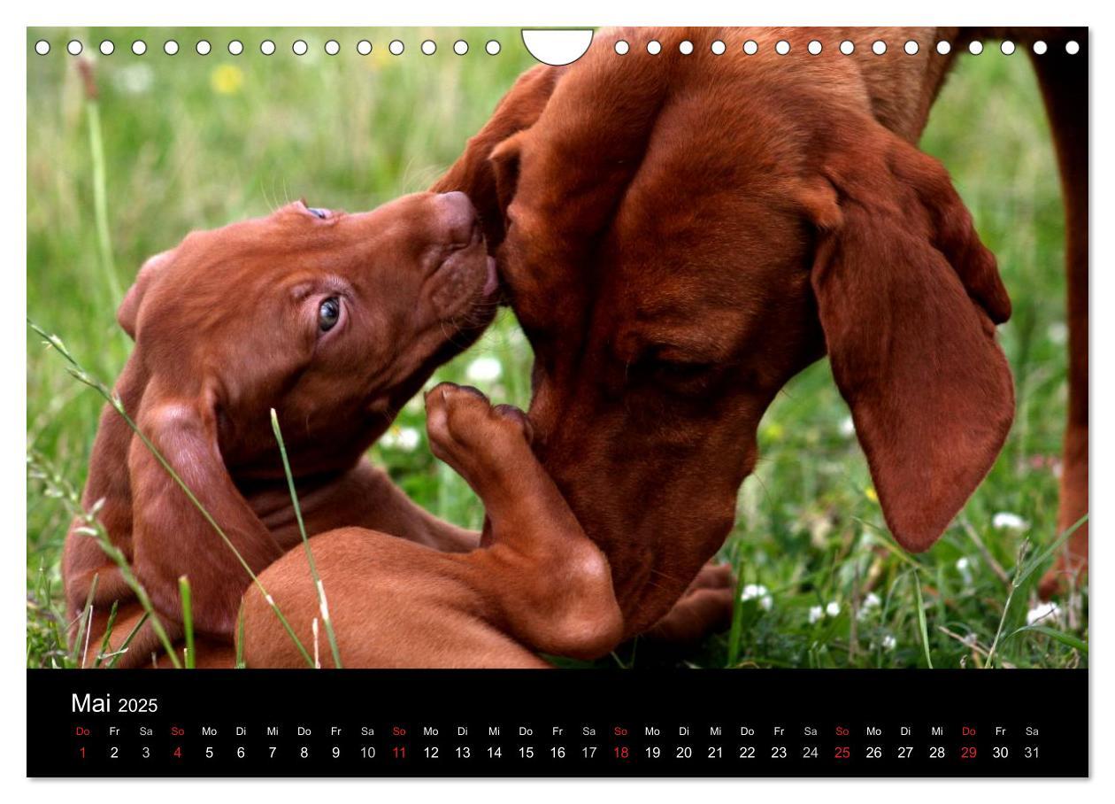 Bild: 9783435767625 | Magyar Vizsla Welpen (Wandkalender 2025 DIN A4 quer), CALVENDO...