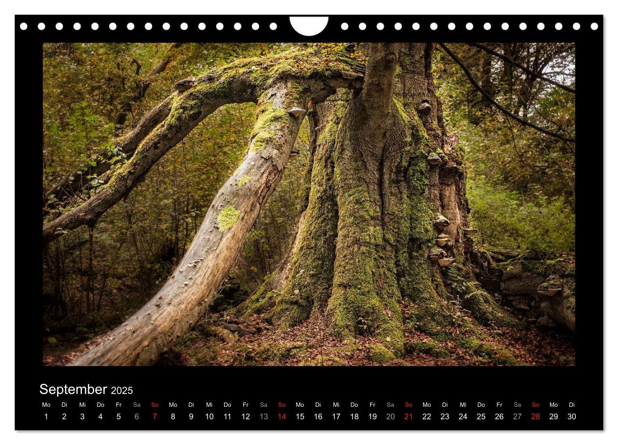 Bild: 9783435626861 | Märchenhafter Reinhardswald und Urwald Sababurg (Wandkalender 2025...