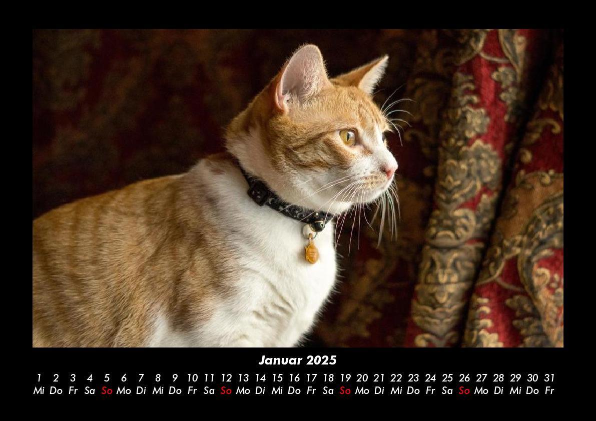 Bild: 9783755979449 | Katzen 2025 Fotokalender DIN A3 | Tobias Becker | Kalender | Kalender