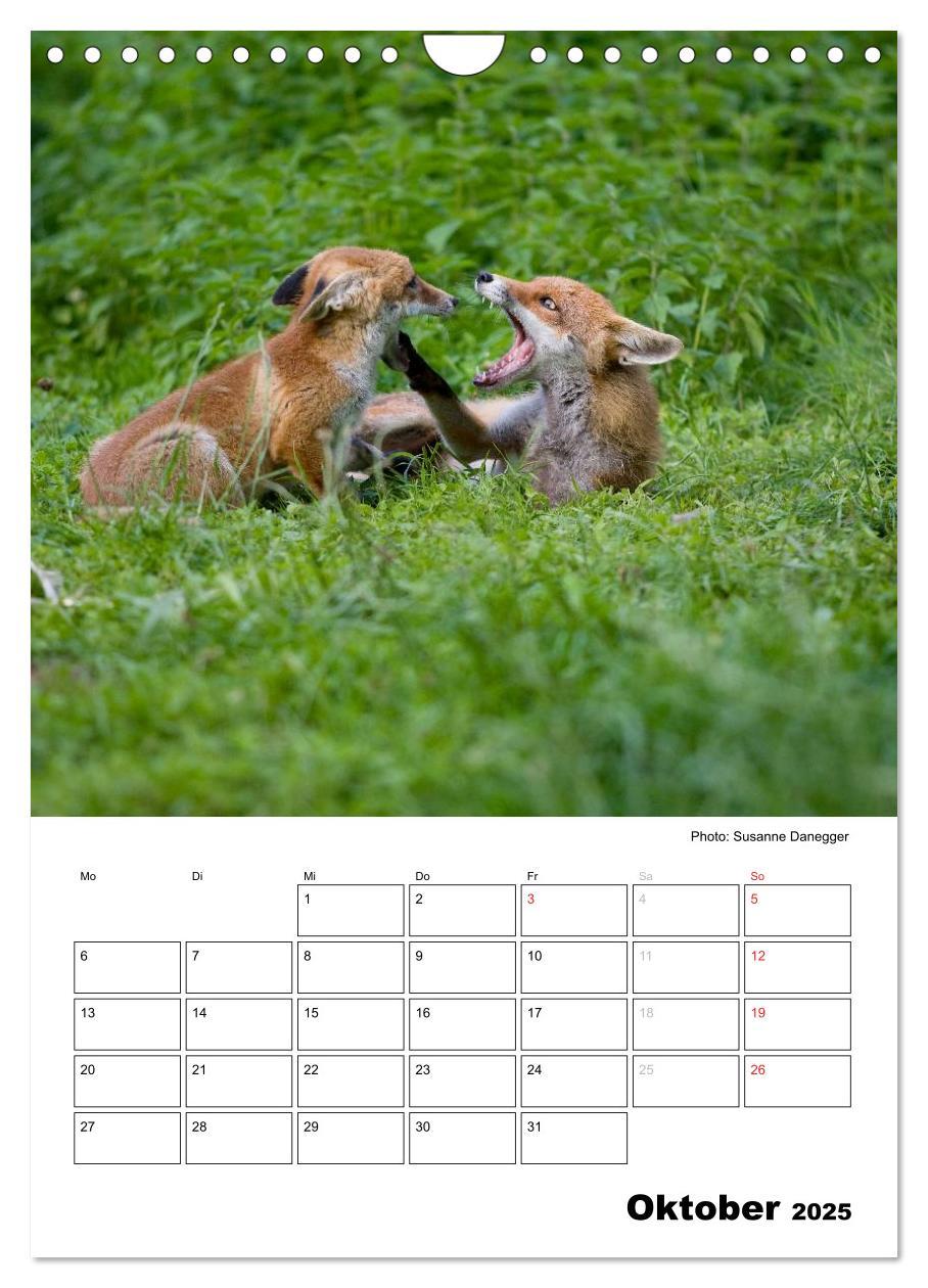 Bild: 9783457087008 | Rotfuchs - Impressionen (Wandkalender 2025 DIN A4 hoch), CALVENDO...