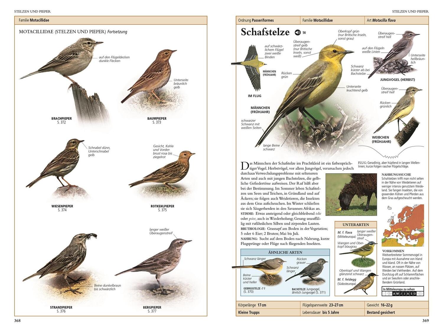 Bild: 9783831039050 | Vögel in Europa | Rob Hume | Taschenbuch | 480 S. | Deutsch | 2020