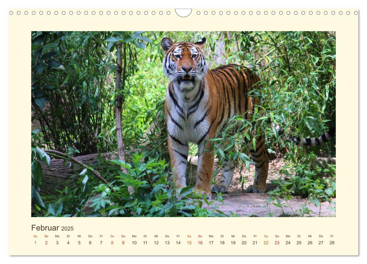 Bild: 9783435449033 | Sibirische Tigerportraits (Wandkalender 2025 DIN A3 quer), CALVENDO...