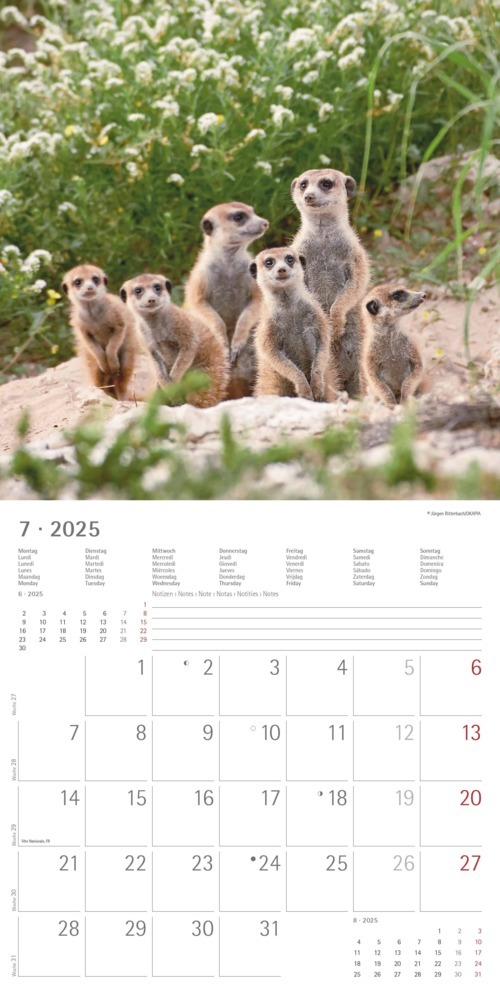 Bild: 4251732340742 | Alpha Edition - Erdmännchen 2025 Broschürenkalender, 30x30cm,...