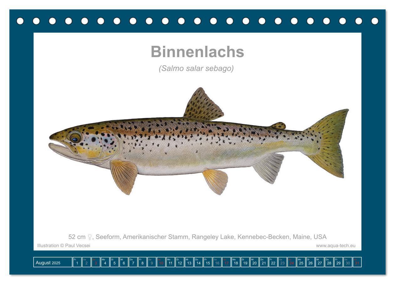 Bild: 9783383772559 | Fisch als Kunst 2025: Atlantische Lachse (Tischkalender 2025 DIN A5...