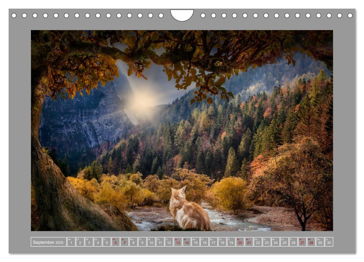 Bild: 9783435090976 | Kleine Streuner (Wandkalender 2025 DIN A4 quer), CALVENDO...