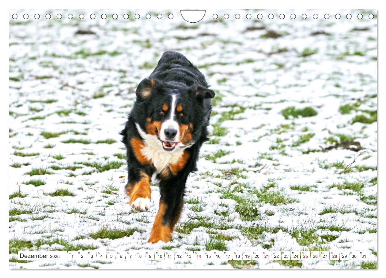 Bild: 9783435327522 | Berner Sennenhunde machen glücklich (Wandkalender 2025 DIN A4...