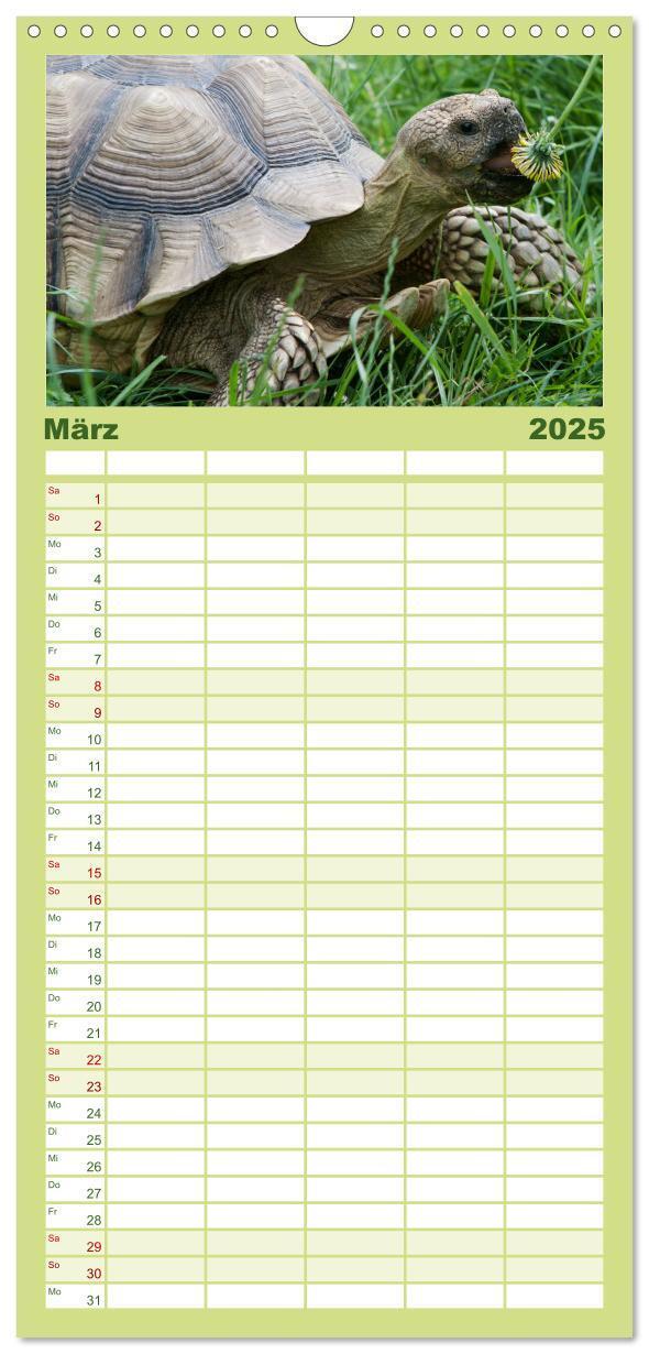 Bild: 9783457122938 | Familienplaner 2025 - Landschildkröten mit 5 Spalten (Wandkalender,...