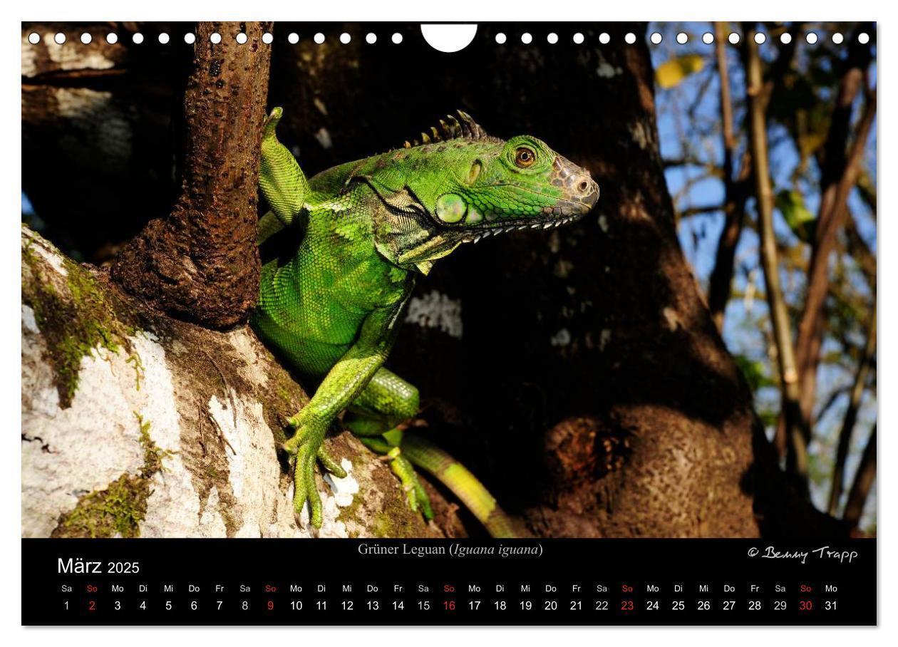 Bild: 9783435774548 | REPTILIEN (Wandkalender 2025 DIN A4 quer), CALVENDO Monatskalender