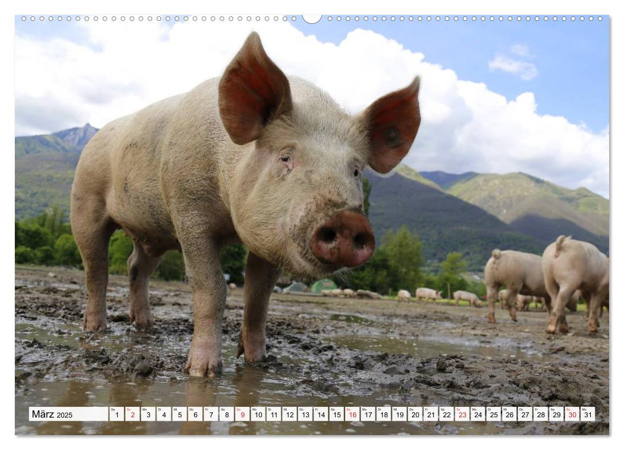 Bild: 9783435601400 | Von Säuen die Schwein haben! (Wandkalender 2025 DIN A2 quer),...