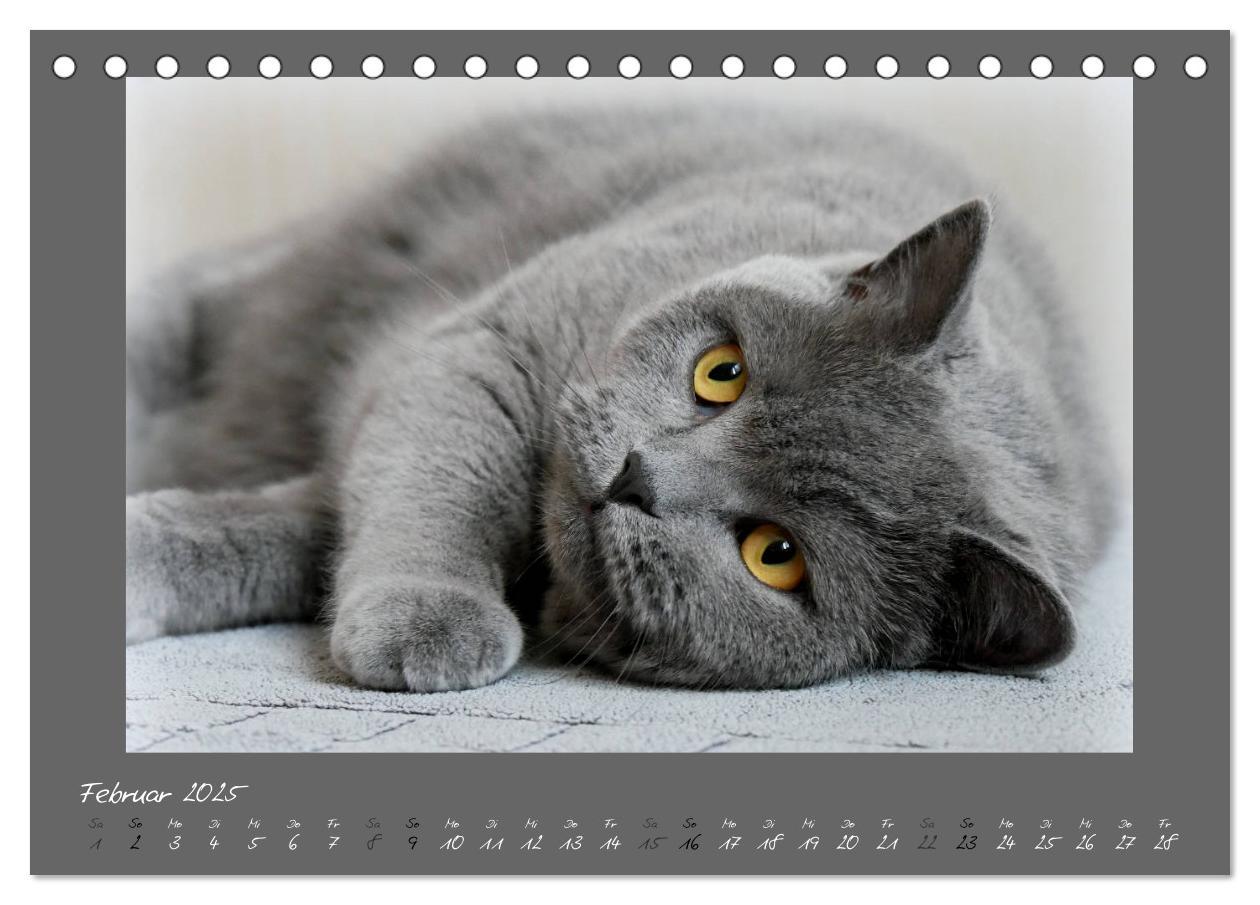 Bild: 9783435400331 | GRAUE ENGEL Britischkurzhaar-Katzen (Tischkalender 2025 DIN A5...