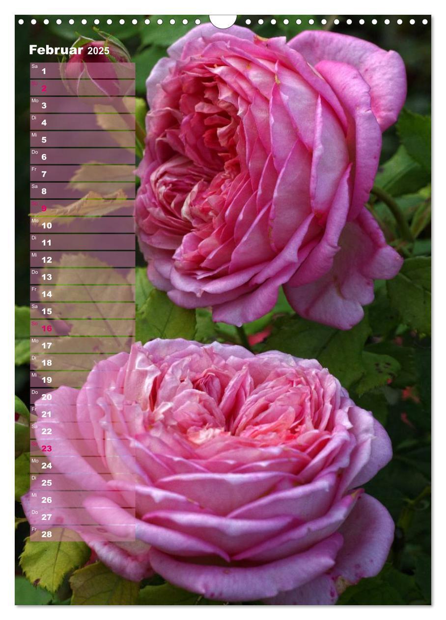 Bild: 9783457063101 | Rosen für DICH / Geburtstagskalender (Wandkalender 2025 DIN A3...