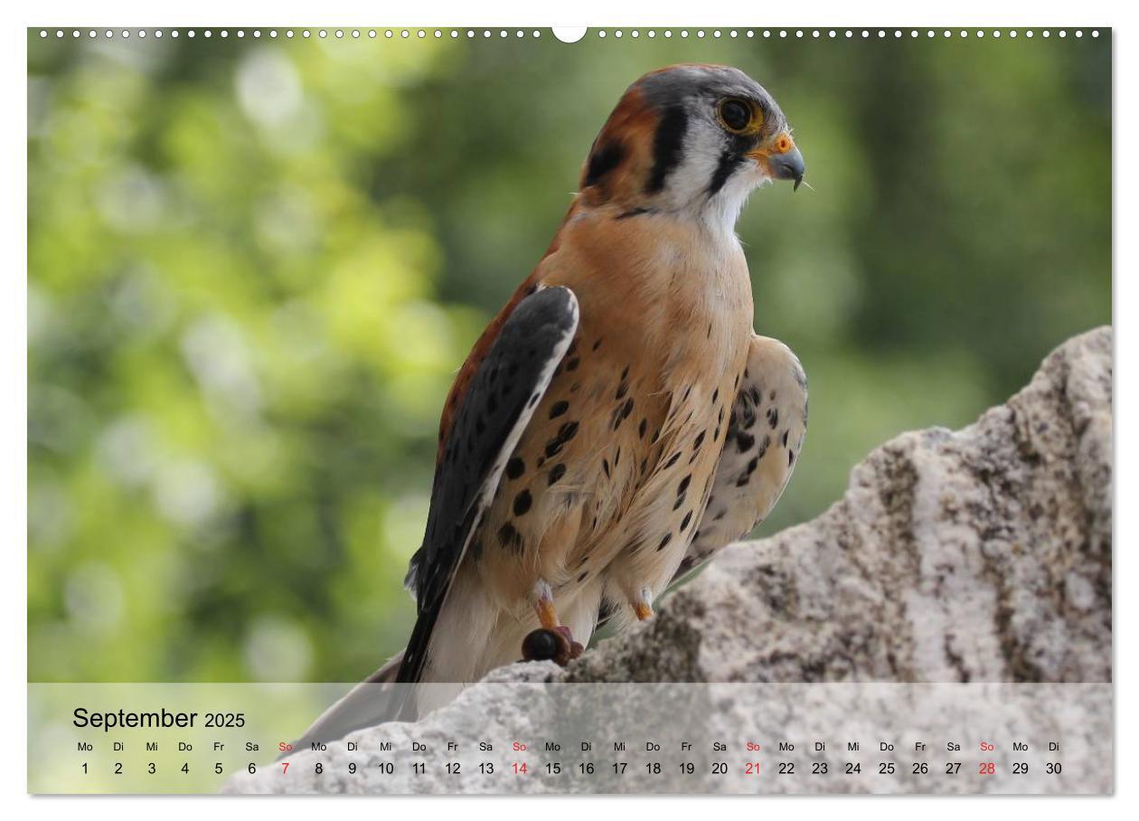 Bild: 9783435650712 | Falken und Greifvögel. Edle Jäger (Wandkalender 2025 DIN A2 quer),...